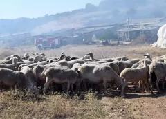 Εξάρθρωση κυκλώματος ζωοκλοπών στην Αιτωλοακαρνανία: Προφυλακίστηκαν πέντε άτομα