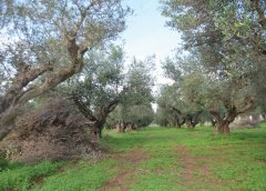 Καινούργιο Aγρινίου: Μακάβριο εύρημα – Αγρότης βρήκε ανθρώπινο κρανίο στο κτήμα του